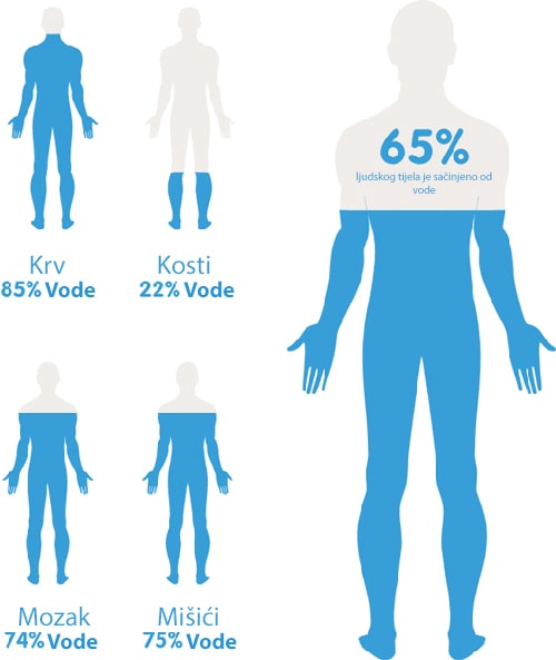 Из скольких человек состоит. Вода в организме человека. Water in Human body. Состав тела из воды. Human в воде.