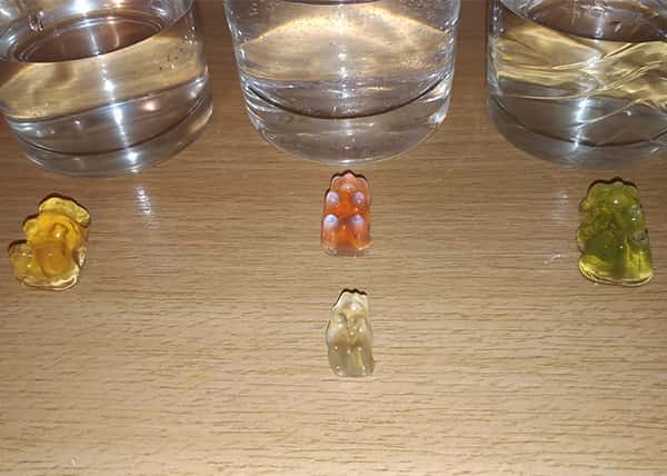 Results of gummy bear osmosis experiment