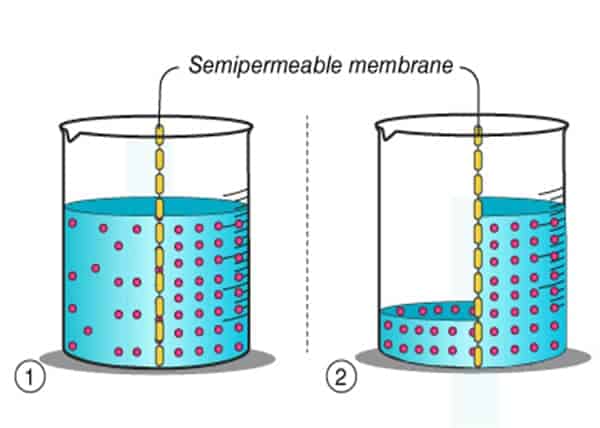 What is Semipermeable Membrane and how does she function